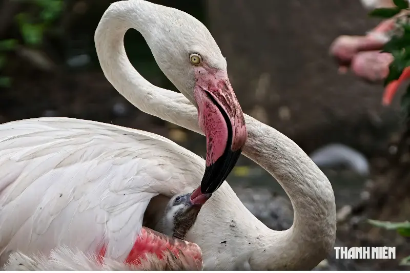 Three flamingos hatched at the Saigon Zoo; why is the parents' 'milk' for their offspring red? - Photo 7.