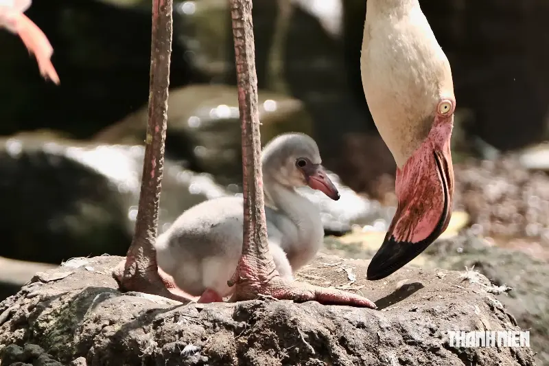 Three flamingos hatched at the Saigon Zoo; why is the parents' milk red? - Photo 4.