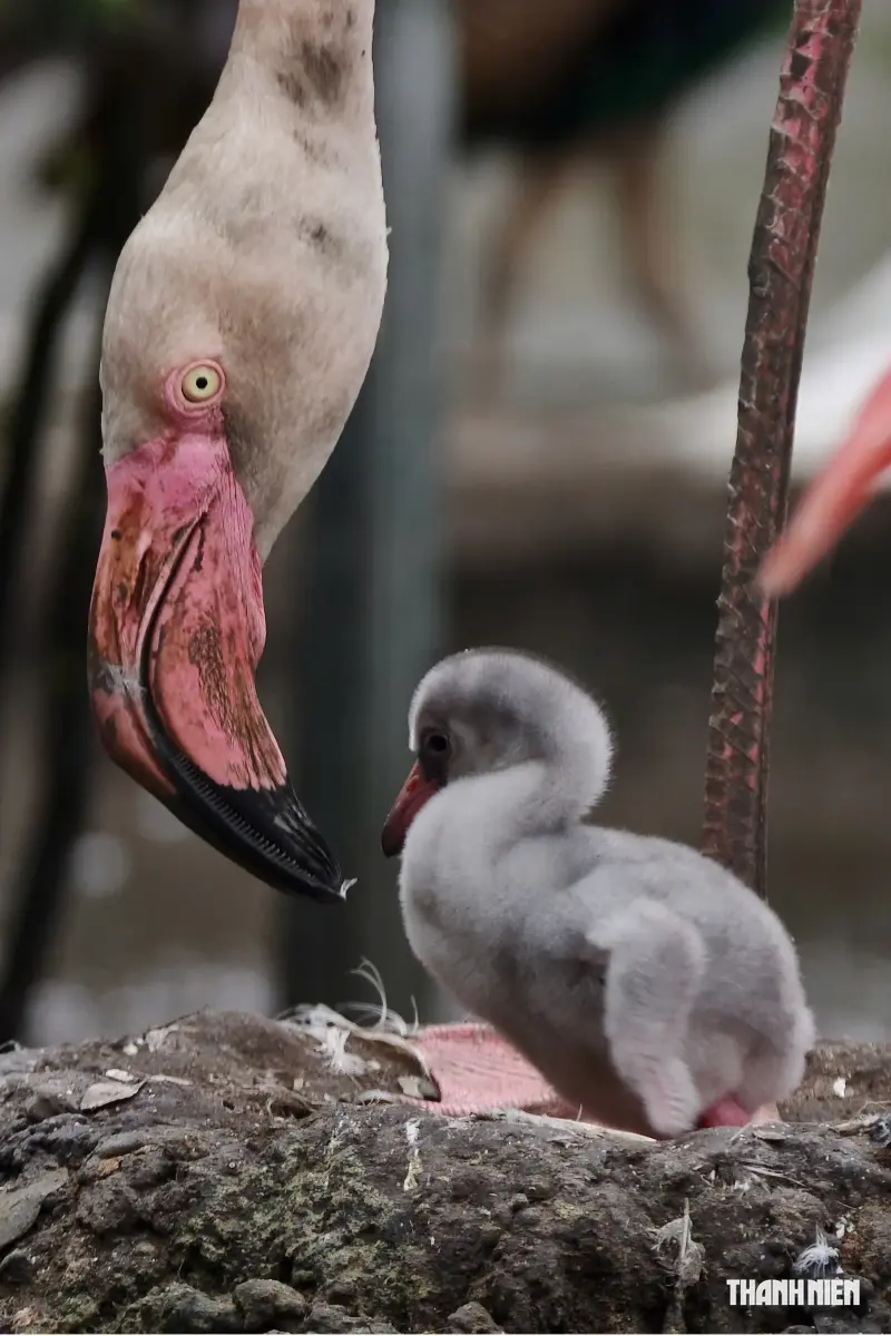 Three flamingos hatched at the Saigon Zoo; why is the parents' 'milk' for their offspring red? - Photo 2.