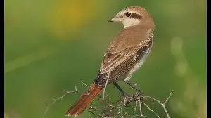 A first: Two shrike species spotted at Pong lake in Himachal