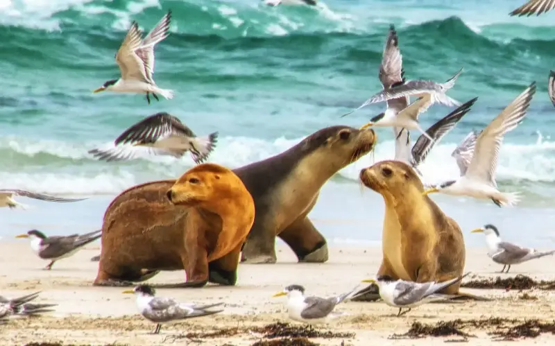 Australian sea lions are just one of the wildlife encounters awaiting visitors to the country’s lesser-explored south coast - iStockphoto