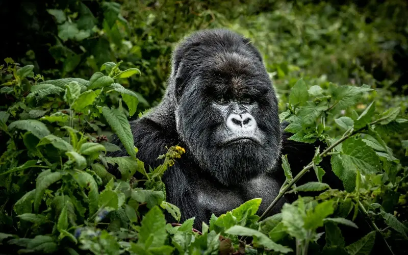 Spot silverback gorillas in Rwanda’s Volcanoes National Park - Erik Pearson/iStockphoto