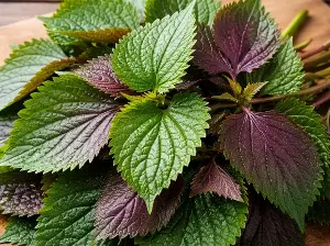 Doctor: Things to know when using perilla leaves