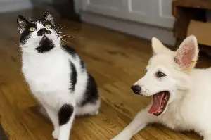 Dog Barks at Cat Sibling, Reason Why Nobody Hears Anything Melts Hearts
