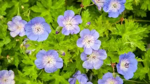 5 ‘Set-and-Forget’ Ground Cover Plants That Thrive on Neglect – Effortless Options for Covering Bare Soil Beautifully