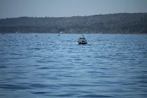 Something's going on with these Lake Superior lake trout
