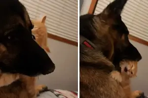 Kitten is "stolen" away from new owners by the family dog in whirlwind pet love story!