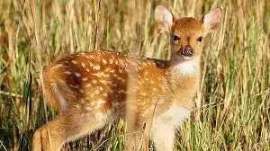 Axis deer threaten Hawaii's ecosystem