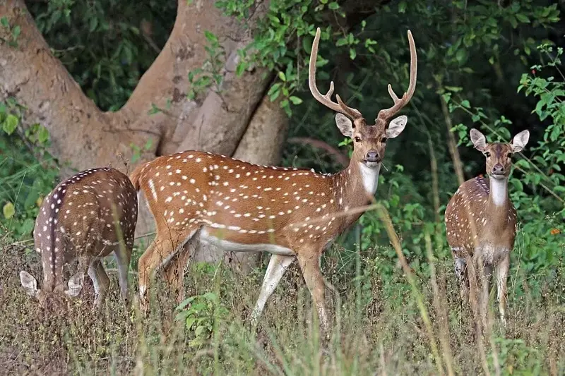 With no predators in Hawaii, axis deer herds can grow 20 to 30 percent a year.