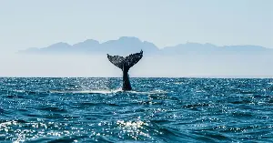 Scientists track whales using SOSUS technology.