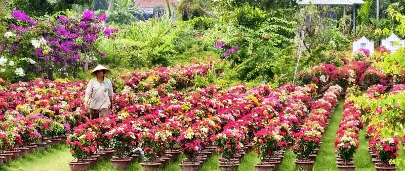 Chợ Lách phấn đấu mỗi năm cung ứng 5 triệu sản phẩm hoa kiểng. Ảnh: TÍN HUY