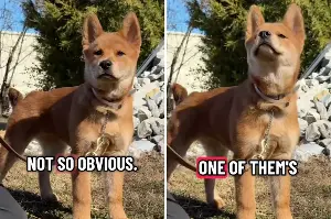 Man Challenges Internet to Guess Dog’s 2 Breeds; Says One Is ‘Obvious’