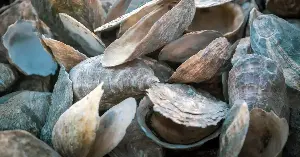 Oyster shells absorb rare earth metals.