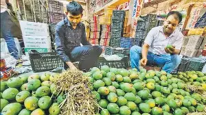 Rain-hit Konkan Alphonso crop down 75%; prices stay high as supply shrinks
