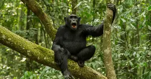 Understanding chimpanzee behavior
