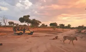 The African lion conservation challenge: Linking economic interests with nature protection.