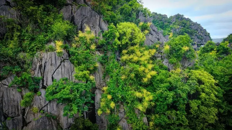 Quang Ninh: Money tree flowers bloom brightly yellow on steep cliffs - photo 2