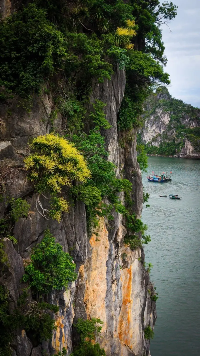 Quang Ninh: Money tree flowers bloom brightly yellow on steep cliffs - photo 1