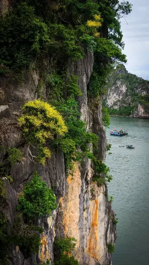 Quang Ninh: Money tree flowers bloom in vibrant yellow on steep cliffs.