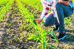 Rising costs reshape what farmers grow