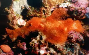 Hairy new fish species discovered in the Great Barrier Reef