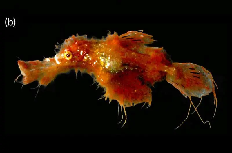 Hairy new fish species discovered in the Great Barrier Reef