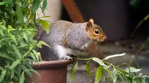 This Fragrant, Easy-to-Grow Herb Repels Destructive Garden Squirrels (But Smells Amazing to Humans)
