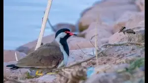 Wildbuzz | Tactics of Titeeri chicks