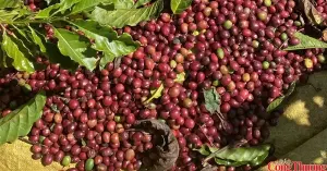 Coffee prices are falling, and the supply from the new crop is putting pressure on the market.
