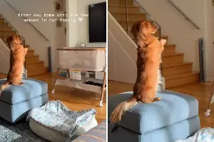 Dachshund Attempts To ‘Co-Parent’—Hearts Melt Over What He Does by Newborn