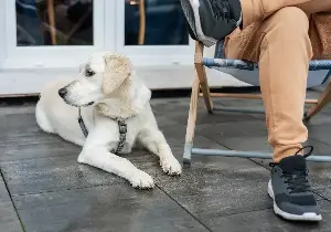 Trainer Reveals 5 Overlooked Behaviors That Signal a Happy Dog
