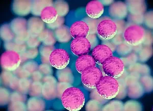 Bacteria discovered that may protect the body against long-lasting COVID syndrome.