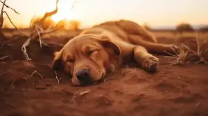Dogs at risk in heatwave! Pet nutritionist shares 4 must follow summer care tips: From grooming to daily walks