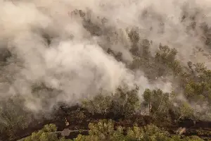 The Forgotten Forest Fires of South Papua