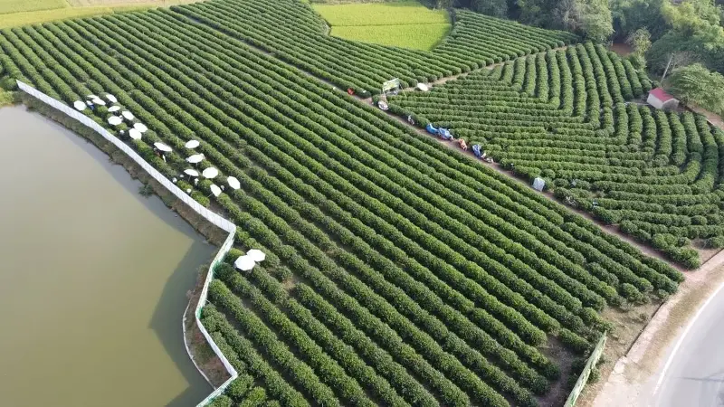 Vùng chè hữu cơ của HTX chè Hảo Đạt (xã Tân Cương). Ảnh: Quang Linh.