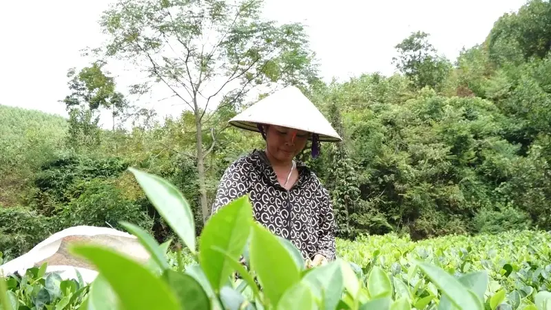 Các nghị quyết phát triển ngành chè tạo động lực lớn cho người dân. Ảnh: Quang Linh.