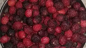 Why Kafal Fruit Is The Wild Summer Berry Uttarakhand Waits