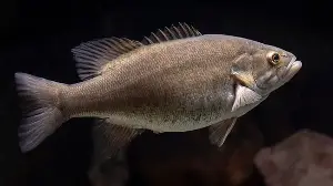This catch may set a record.