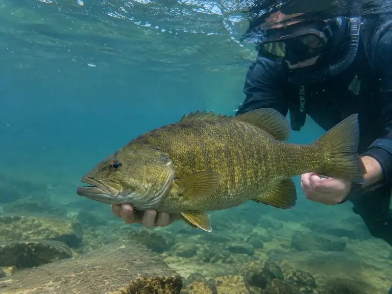Representative image of a giant smallmouth bass discovered in deep Idaho waters and carefully released back into its natural habitat.