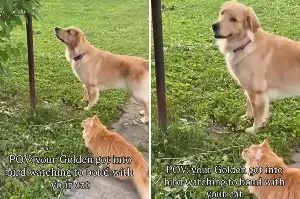 Can dogs and cats be friends? Vet shares 4 surprising ways for them to bond