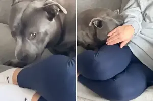 Man Tells Dog They’re Going for a Run—Her Response Is Not What He Expected