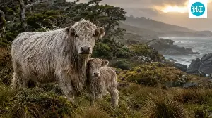 This breed of cattle is critically endangered.