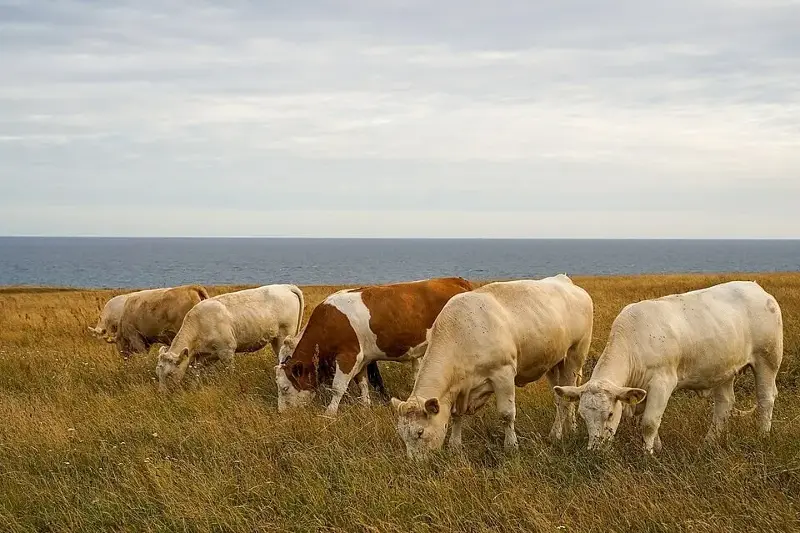 Cattle are among the many farm animals that people have introduced to islands around the world.