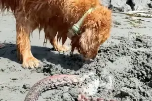 Golden Retriever's reaction to a dead octopus on the beach has TikTok in tears