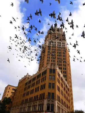 1 billion birds hit glass every year: How North Texas homeowners can help protect birds during fall migration