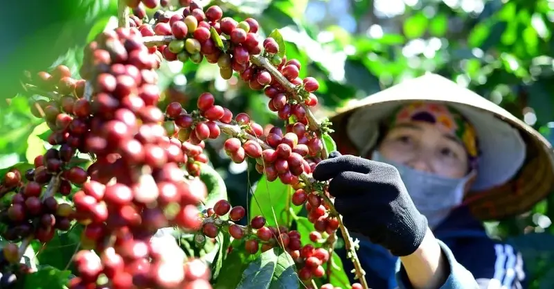 Cà phê Việt xuất sang Trung Quốc tăng cả lượng lẫn giá. Ảnh: NNMT.