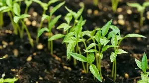 Accidentally Sowed Too Many Seeds? Here's How to Fix the Problem – and Guarantee Healthy Plants This Spring
