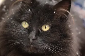 How Cat Reacts to Snow Coming Through Window Melts Hearts: ‘Core Memory’