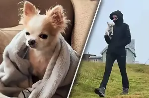 Dog owner travels to Norway with dying pet for one last road trip: "It was nice to see him carefree again"