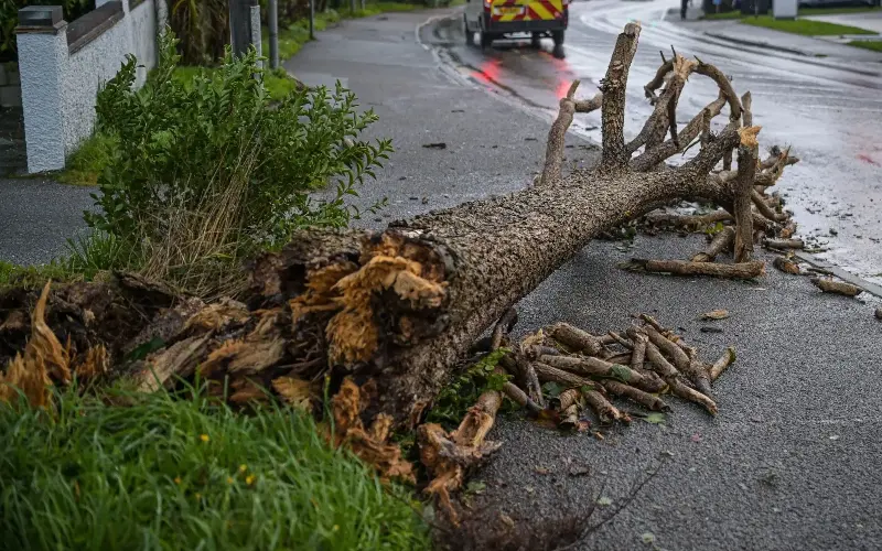 An uprooted tree lies on the pavement after the storm hit Falmouth - Getty Images/Hugh R Hastings